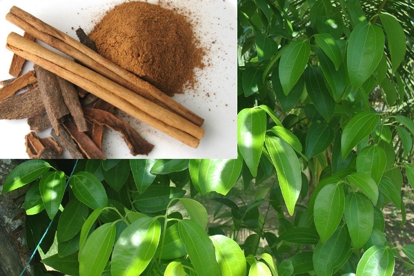 Cultivating Cinnamon