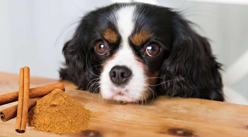 Can Dogs Eat Cinnamon